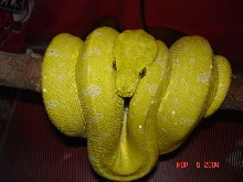 Yellow adult GTP